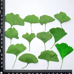 Real Dried Pressed Flower Gingko Leaf