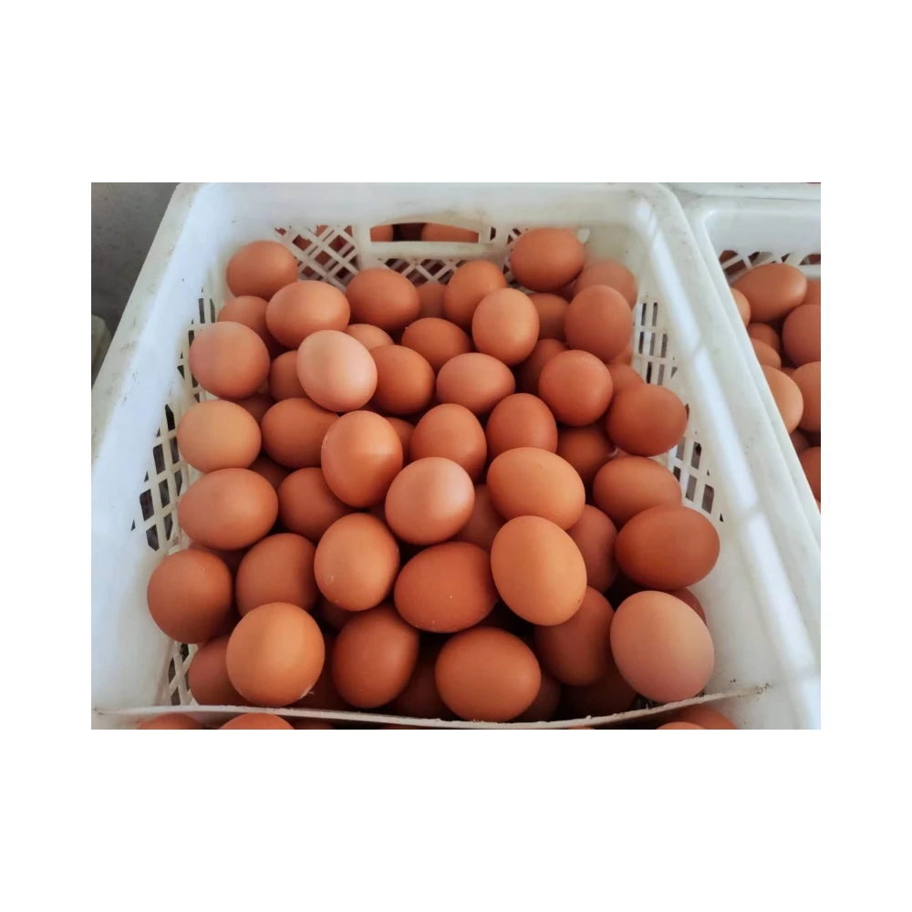 3% Compound Premium Layer Feed - Wholesale Poultry Feed for Chickens and Ducks