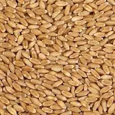 Good Quality Grain Wheat