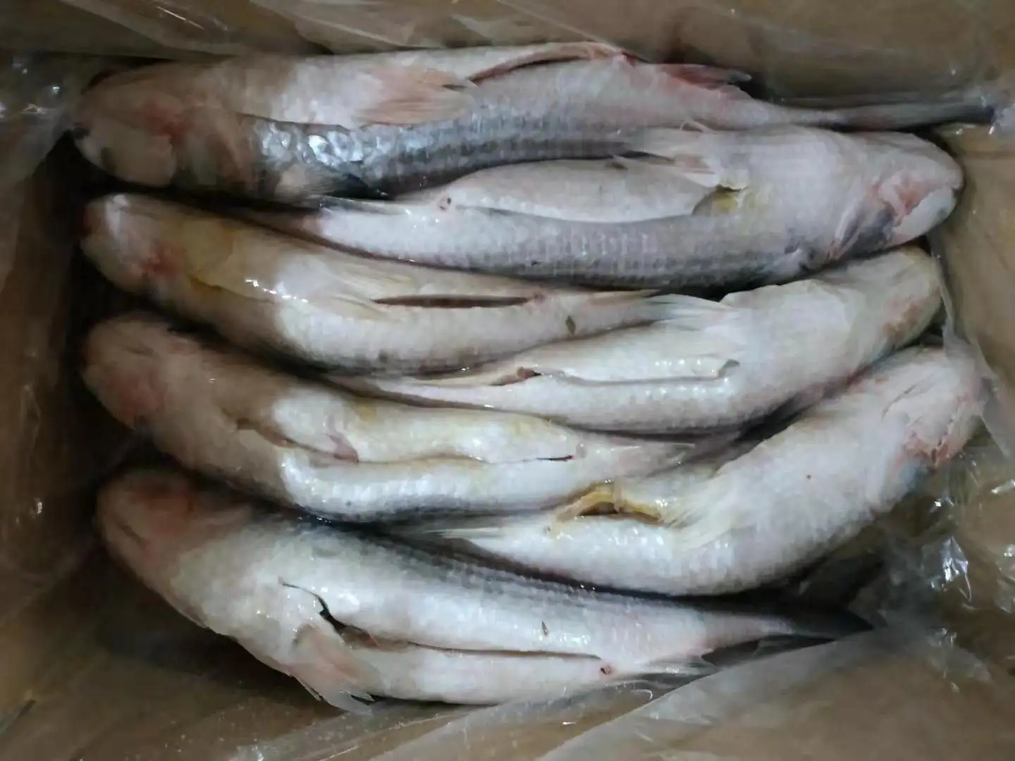 
Frozen fish Mugil Cephalus Grey Mullet Gutted for Marketing 
