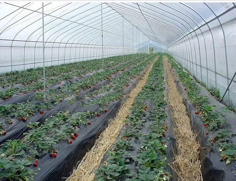 Tunnel Plastic /Flower Agricultural Single Span Plastic Tunnel Greenhouse/PE Flim Greenhouse For Vegetables