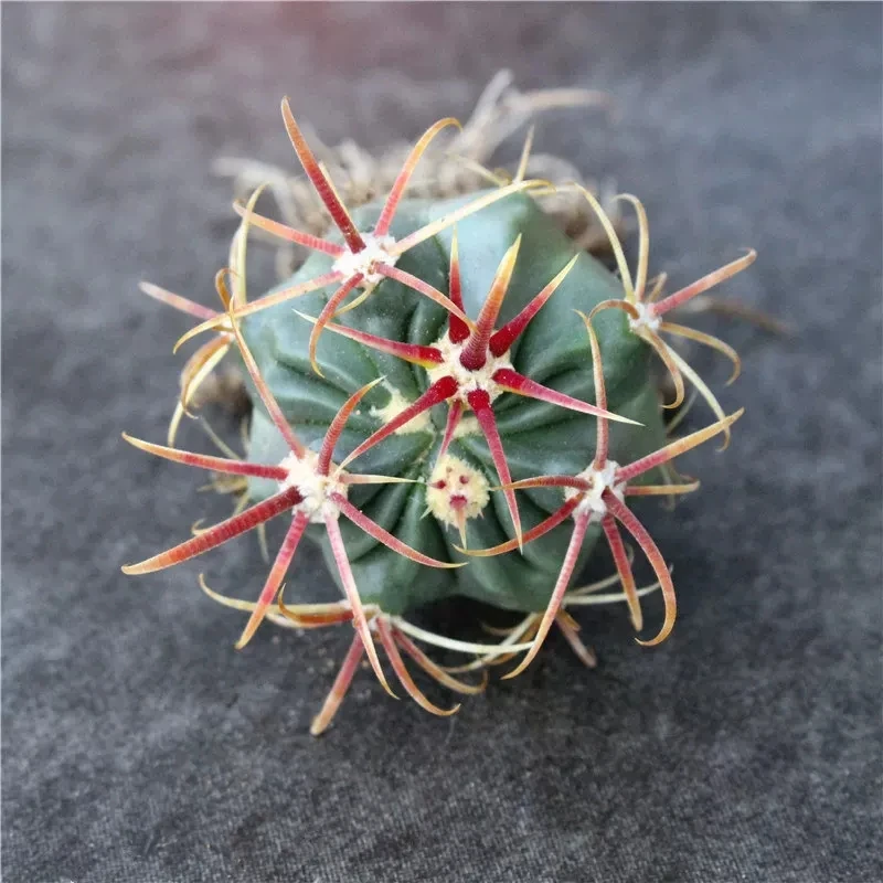 Perennial Cactus Ferocactus Britton & Rose