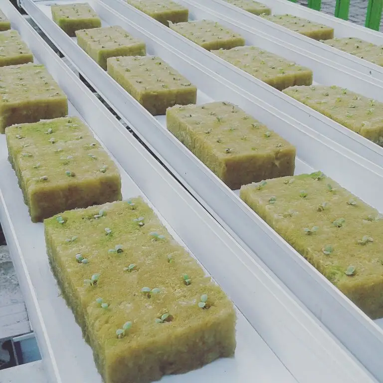 UPuper leafy vegetables growth media rock wool slabs hydroponics for growing seedlings