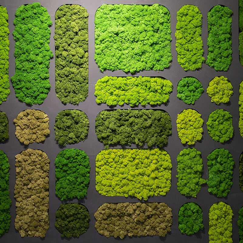 YINGBIN 500G Lichen Moss Stabilized Musgo Long Lasting Natural Preserved Moss For Wall Decoration