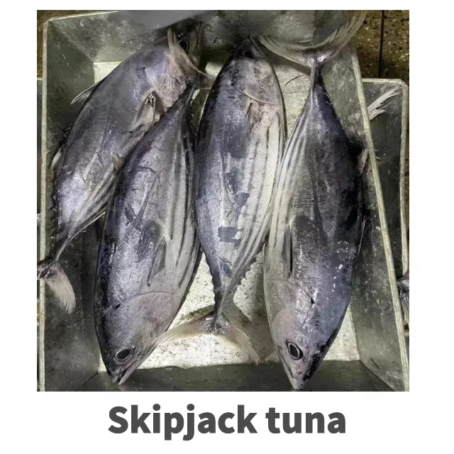 skipjack tuna  Good quality competitive price frozen tuna for sale