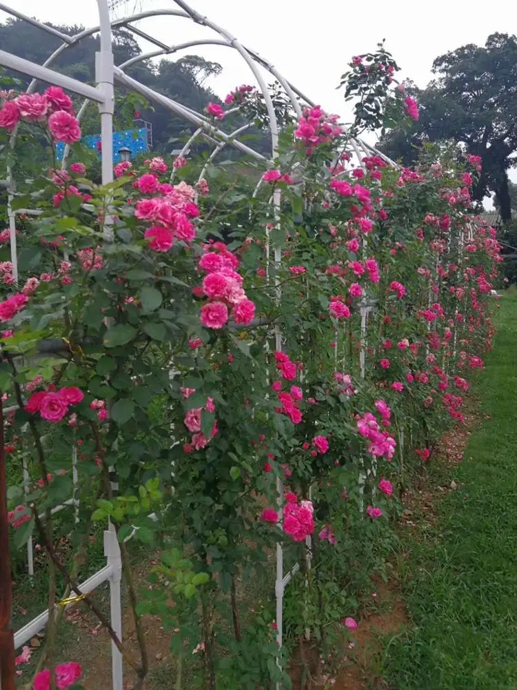 Outdoor Easy Plastic Garden Flower Climbing Vines Arch Arbor for Climbing Plants