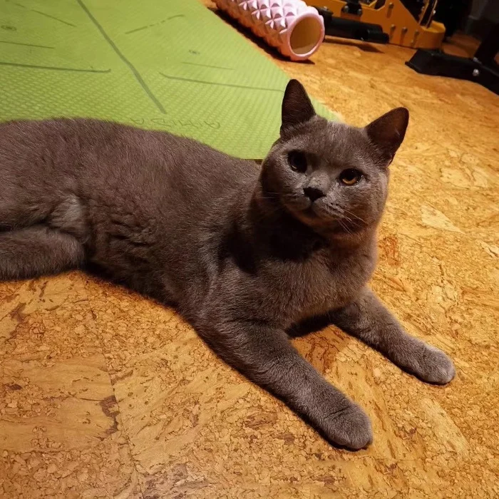 Экологически чистая Водонепроницаемая жесткая основная детская комната с блокировкой щелчка резиновая пробковая напольная плитка