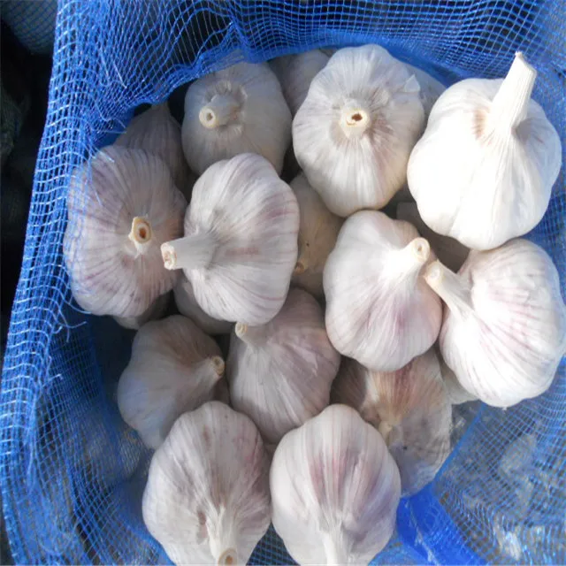 
export chinese fresh garlic 2021 /special price 