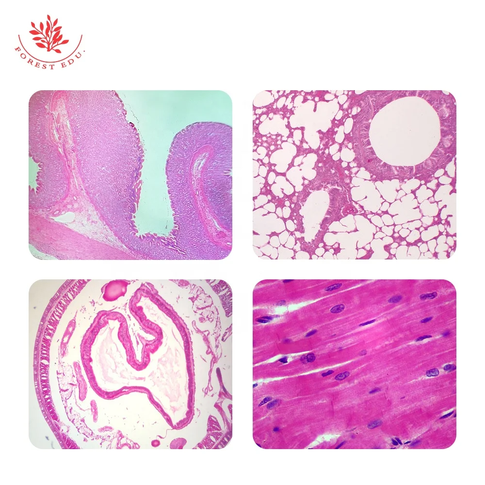 25 Pieces Zoology Microscope Slides Prepared Slides Set Zoology Histology Microbiology Microscope Slides