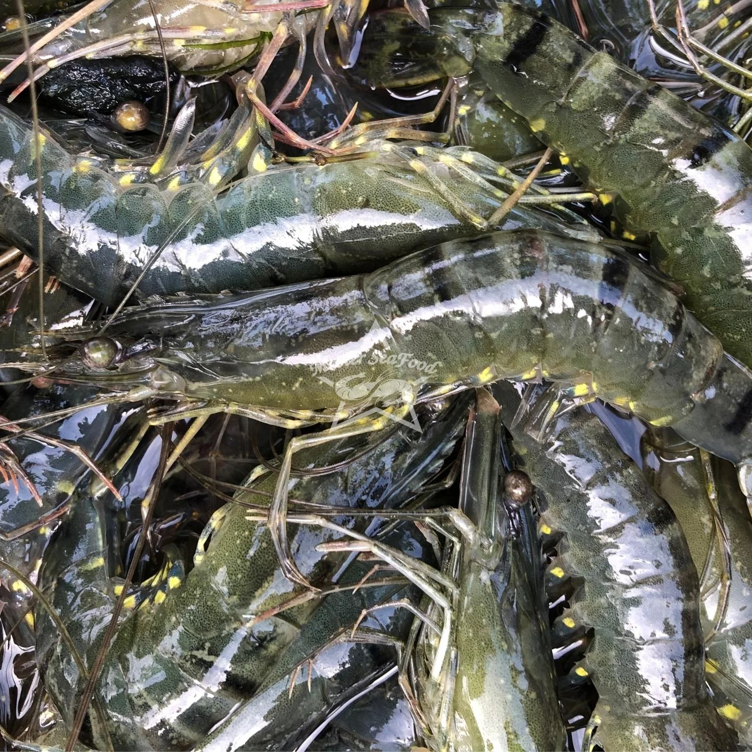 Black Tiger Shrimps Fresh Head On Shell On Net Weight Net Count Custom Packing Best Quality Size U-20 Master Seafood Product