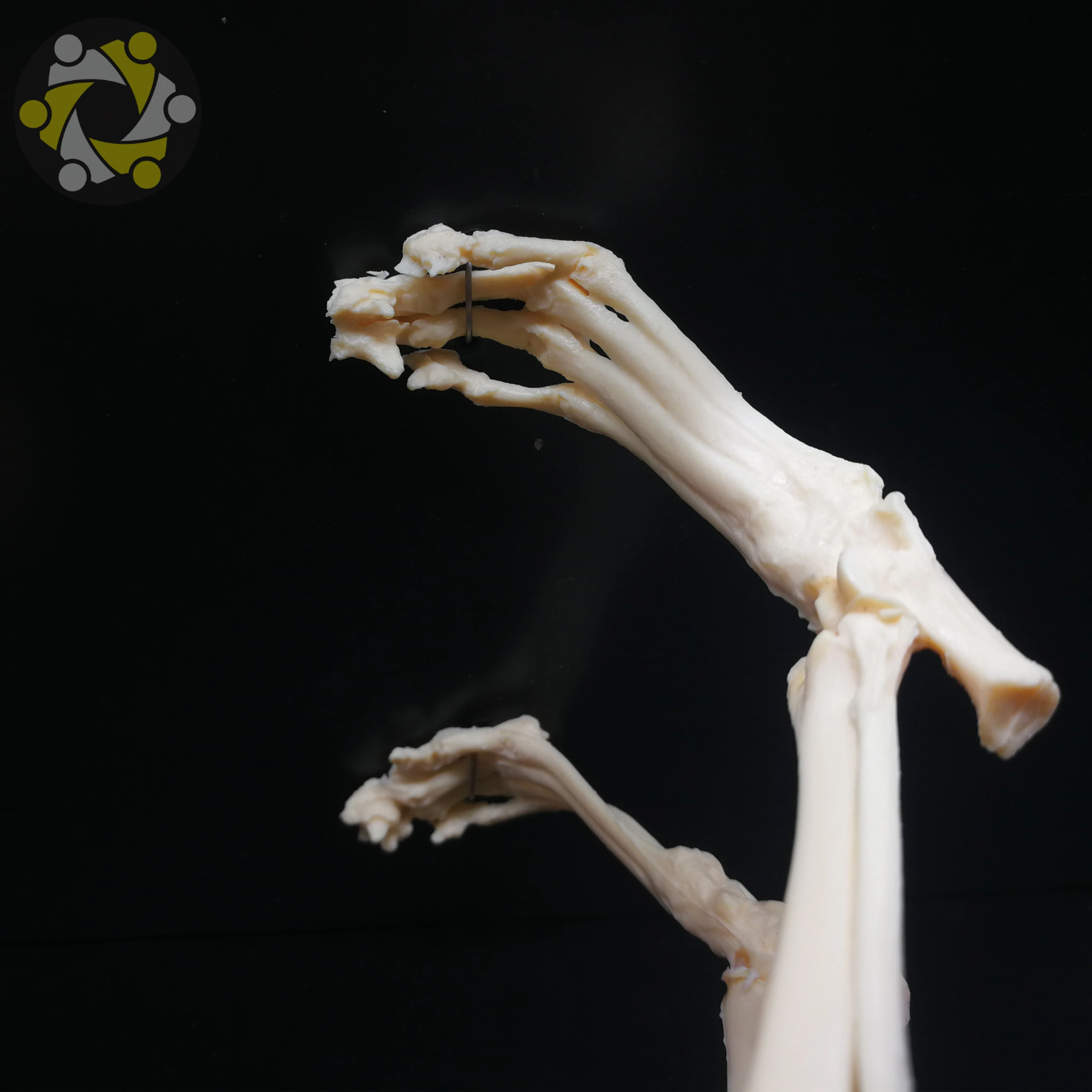 Medical Science Animal Canine Cat Skeleton Model for Medical Teaching
