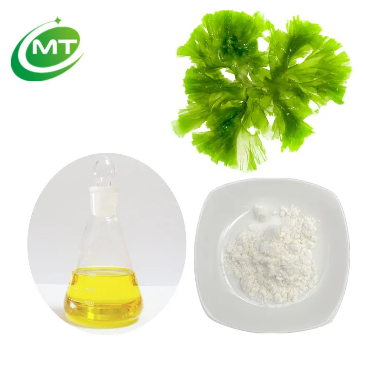 Natural Organic Schizochytrium Extract Docosahexaenoic Acid DHA Algae Oil Powder
