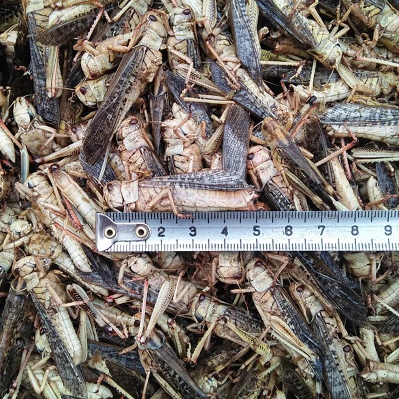 
Chinese Manufacturer Locusts Dried Insect as Bird Fish Food 