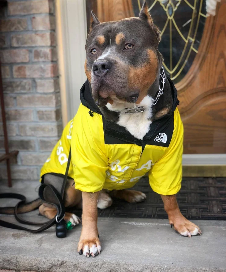 trendy yellow outdoor storm wind winter proof waterproof large pet dog face raincoat windbreaker hoodie coat jacket clothes