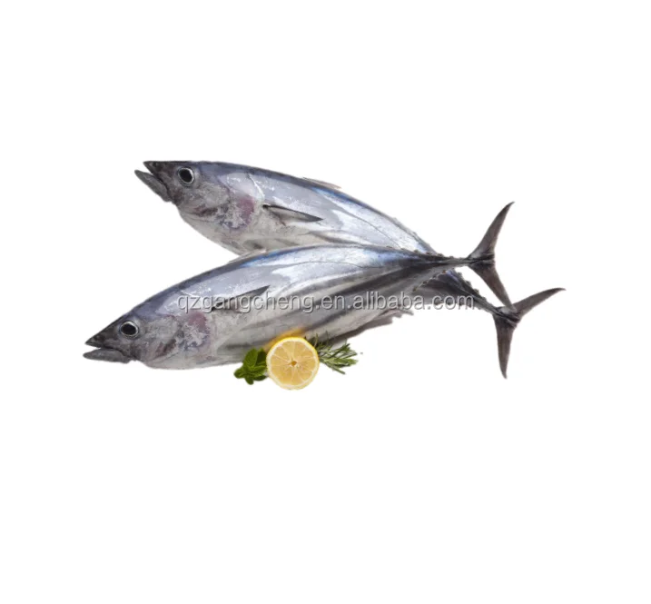
Frozen skip jack tuna 2000g big size prices off hot selling on market canning 