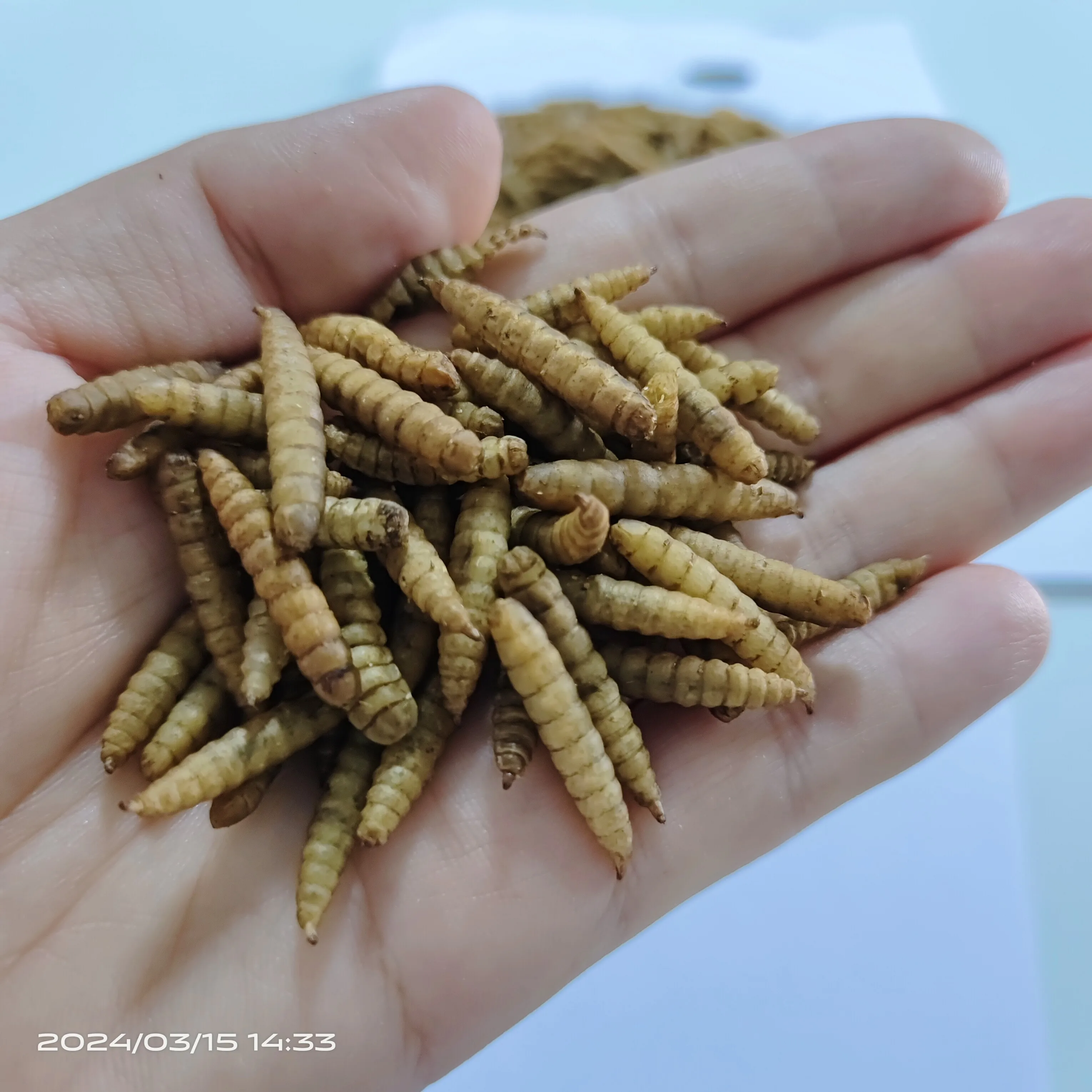 Freeze dried Mealworm black soldier fly larvae with high fat and high protein for fish, birds and small animals