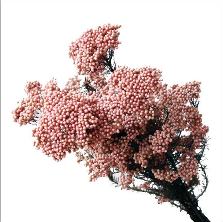 Wholesale  Natural Plant Real Millet Preserved Dried Flower Multi Colors Rice Flower For Wedding Decoration