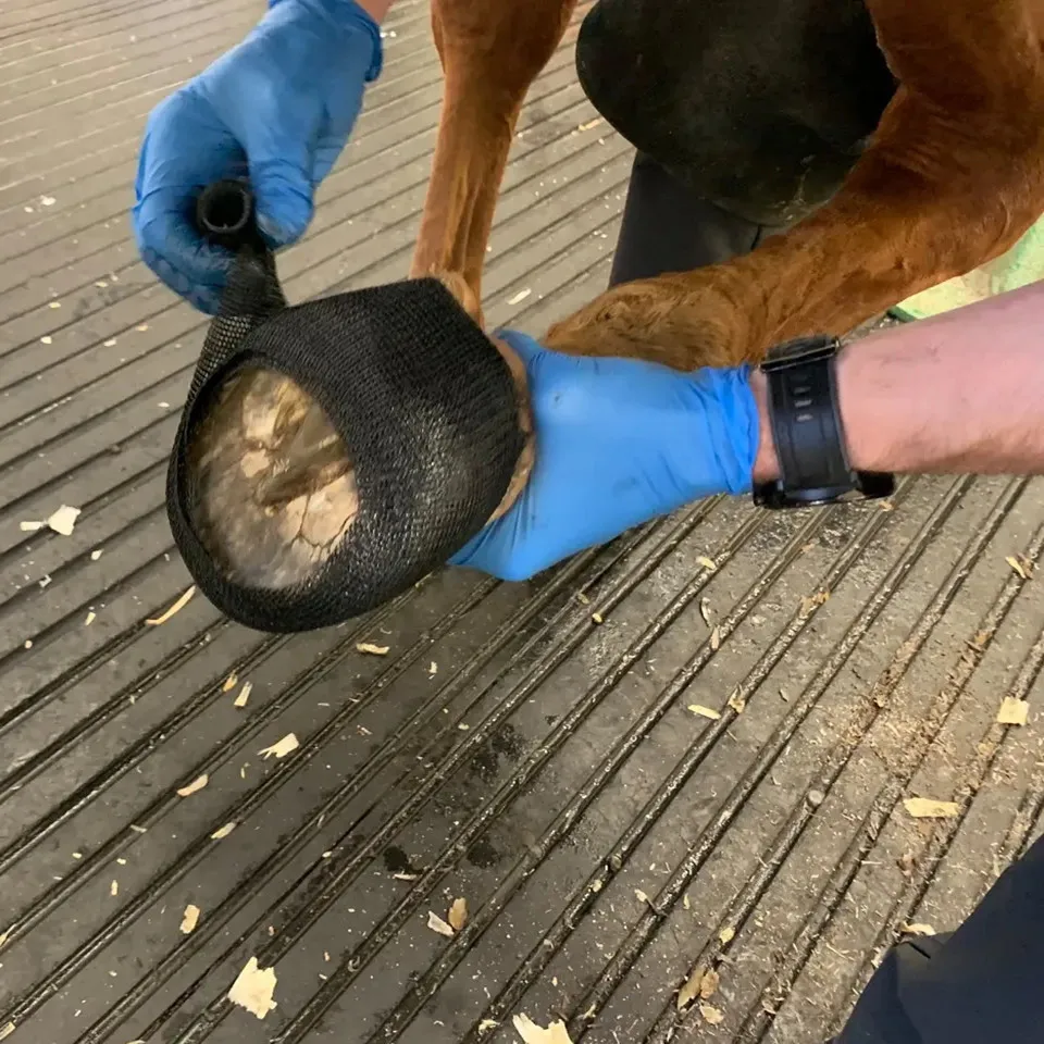 Top Seller 3inch 4yard Equine Hoof Cast for Hoof Care Factory Price Vet Wrap Bandage Tape for Horse