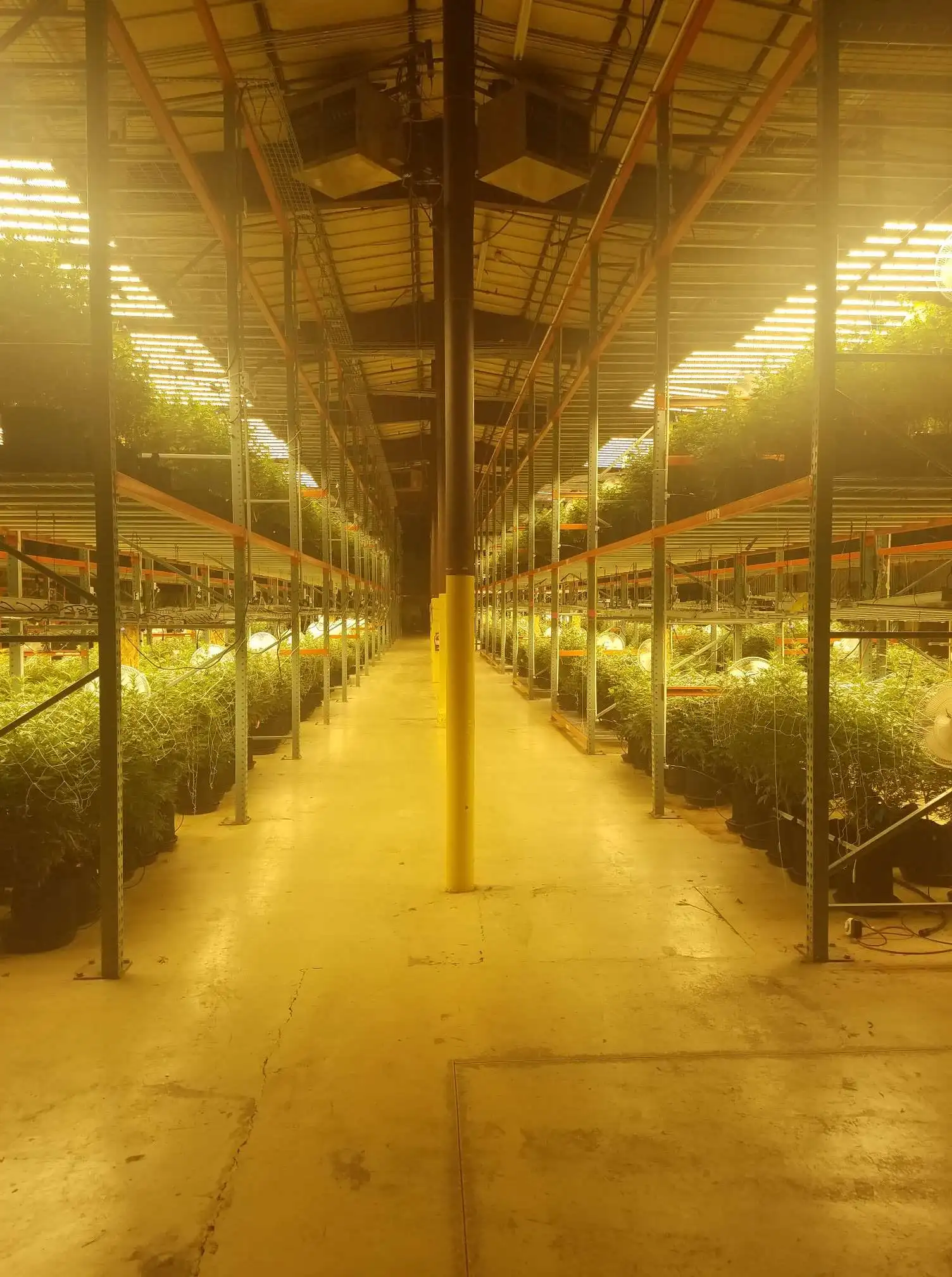 led full spectrum 670W Led  grow light bulb grow lamp for horticulture medical plant grow