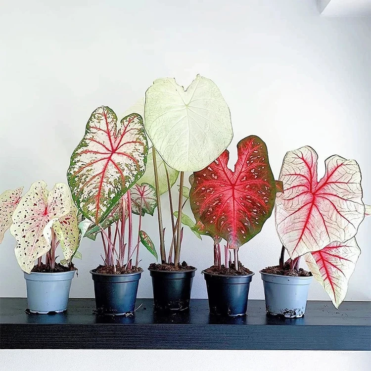 
Caladium 