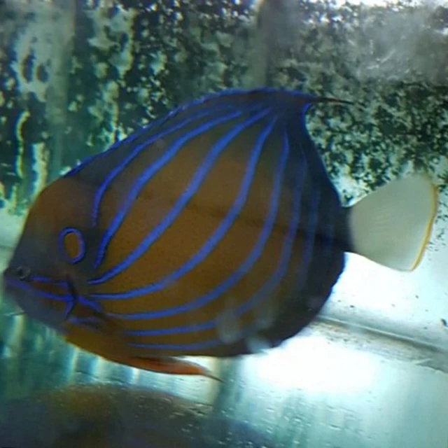 High Quality Varies Colours Live Marine Aquarium Fish For Home Decoration And Hobby