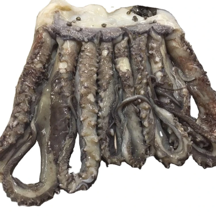 High quality squid head frozen squid tentacle