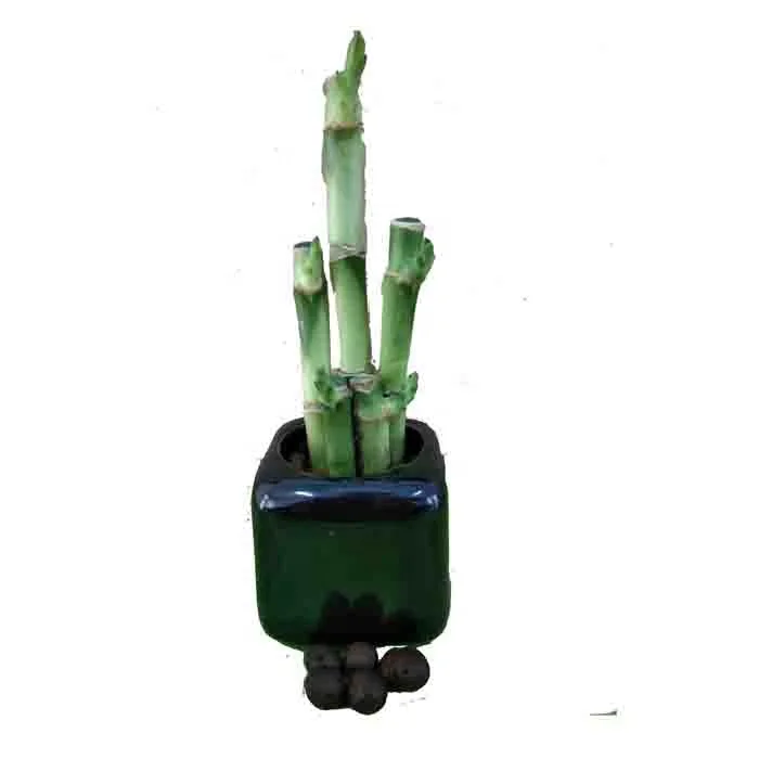 Green lucky bamboo plant 5 in 1 ornamental plantswith good quality Zhanjiang