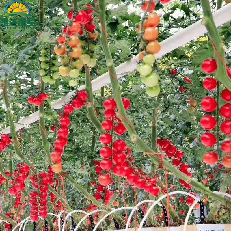 SUNSGH higher yield SUNSGH Agricultural Greenhouse Hydroponic coco peat tomato