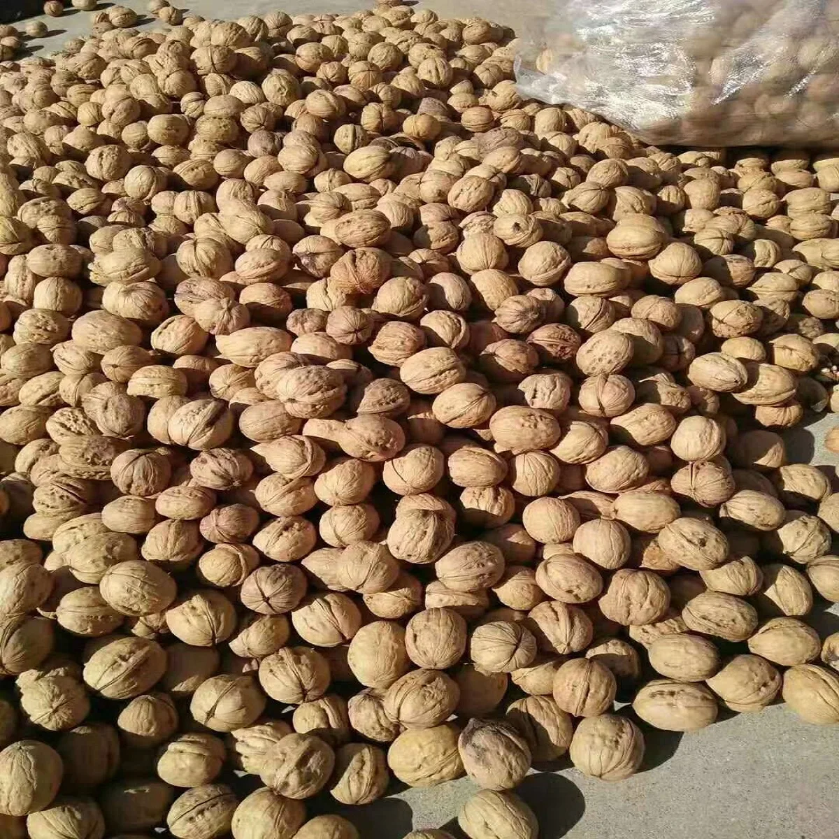 Wholesale High Quality Dried Raw Walnut 33x185 Big Bulk Paper Shell Walnuts Wallnut Style at Competitive Prices