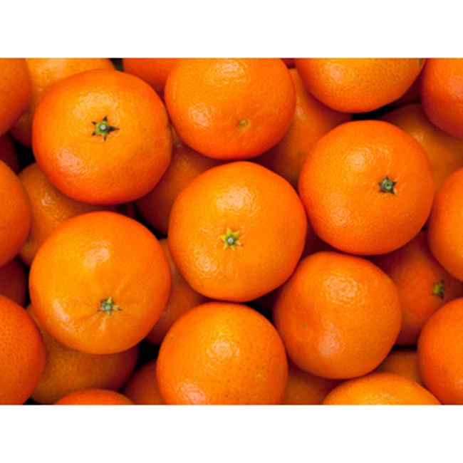 Высокое качество, экспорт больших суккулентов, сладкий пупок-Лейн, поздние апельсины