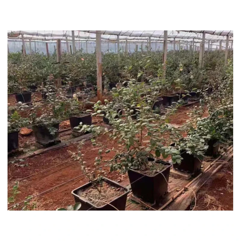 hidroponic system greenhouse plastics blueberry pot