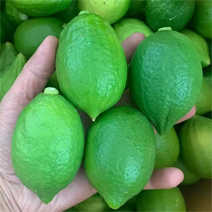 Juicy Fresh Lemons New Crop Lemons Fresh Tropical Fruits Lemon Lime Citrus