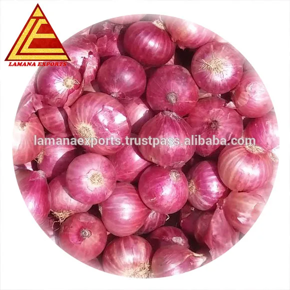 Fresh Red Onion for Malaysia 25mm to 60mm Premium Quality