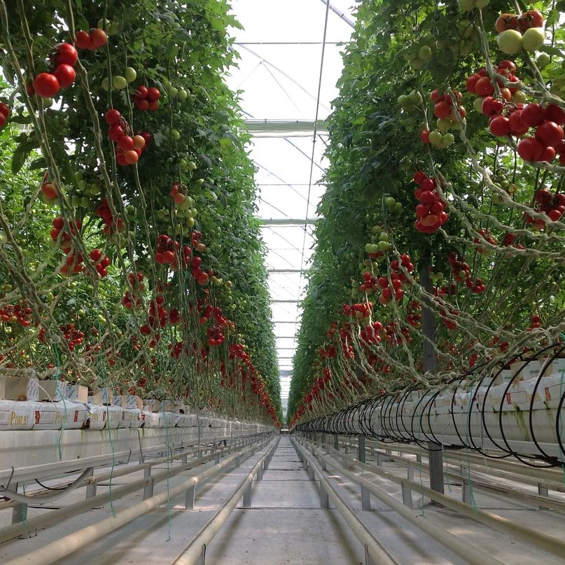 Hydroponics And Rock Wool Hydroponic Tomato Growing System Supplies For Greenhouse