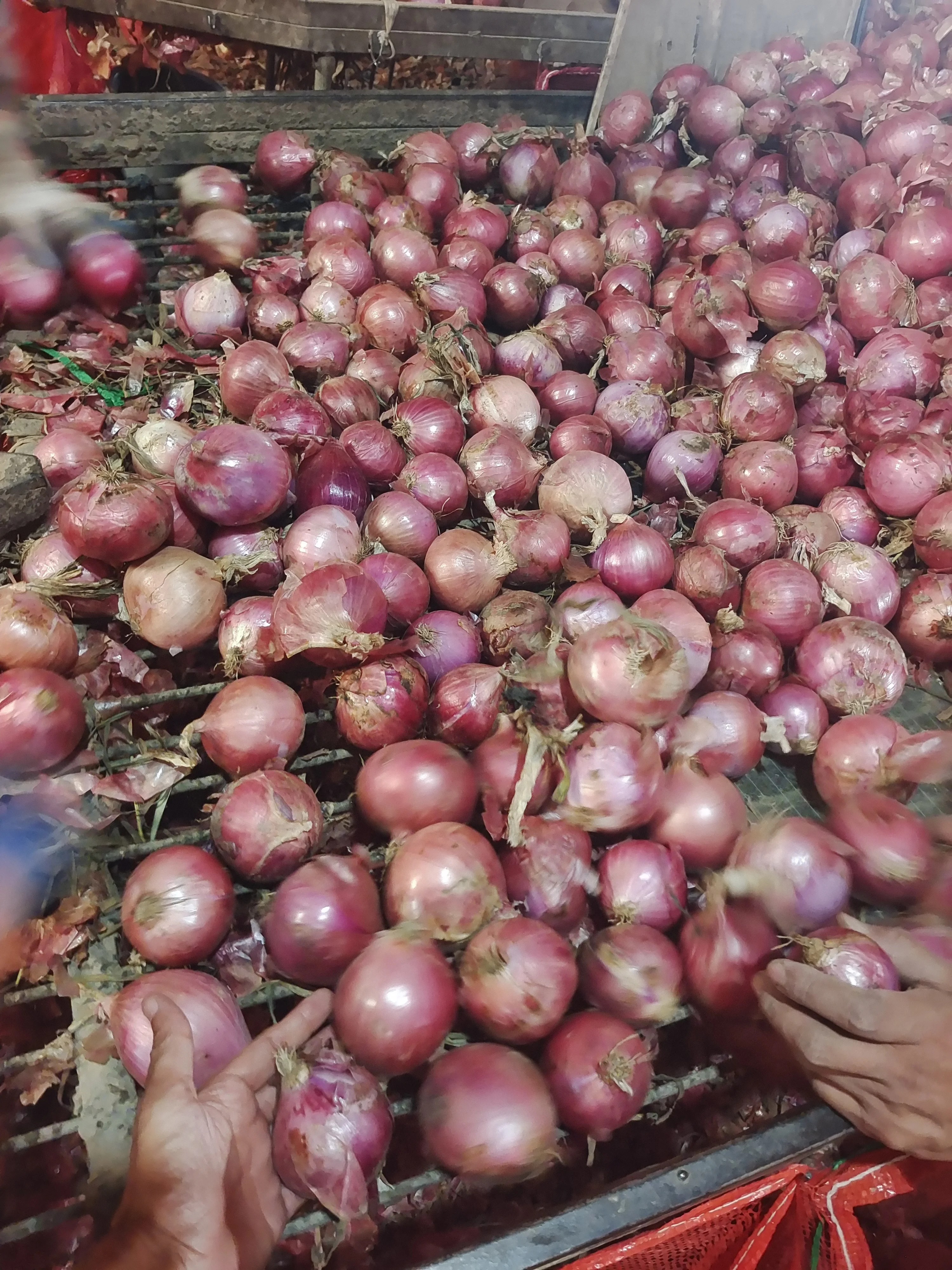 Red Onion Style GLOBAL GAP Weight Origin Type Shape Product Fresh Place Model HACCP Round Maturity Cultivation Common Peeled