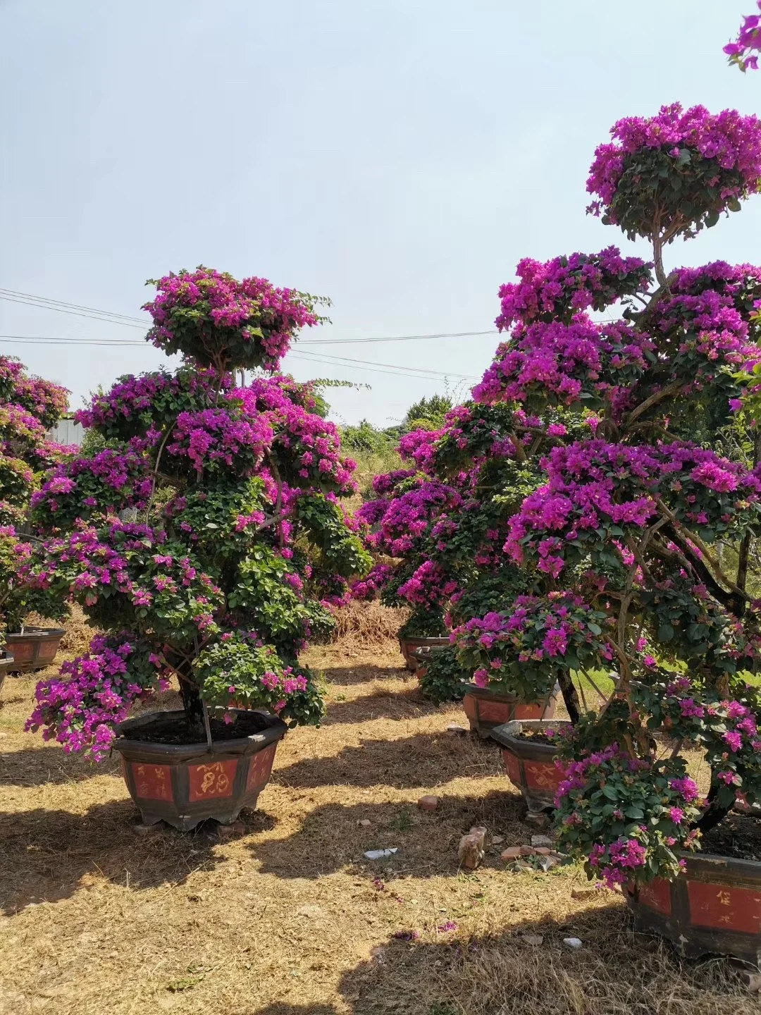  Большой бугенвиллея бонсай хорошей формы