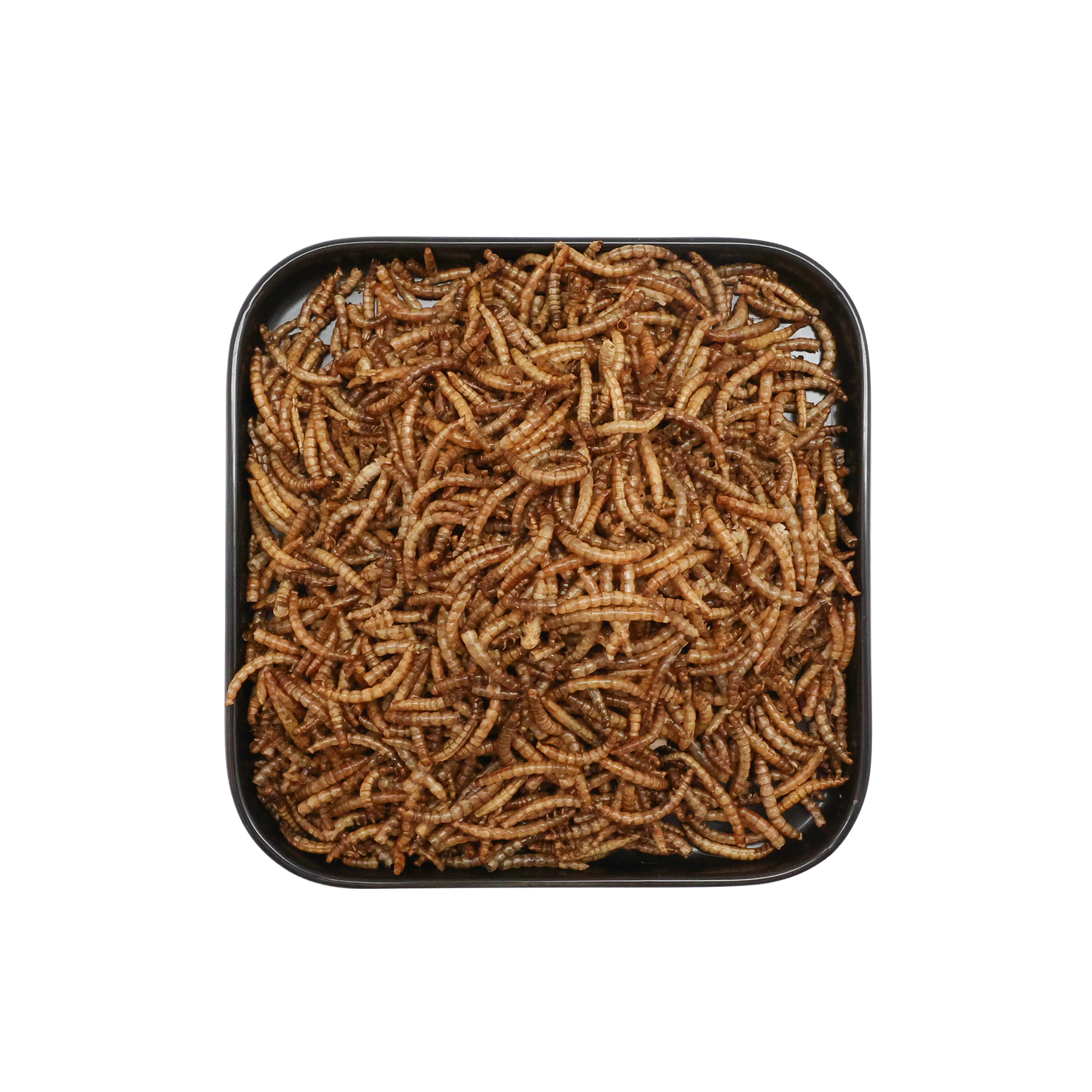 OEM ODM Manufacturer micro mealworms dried powder tenebrio molitor beetle mealworm for Small Animals bulk mealworm