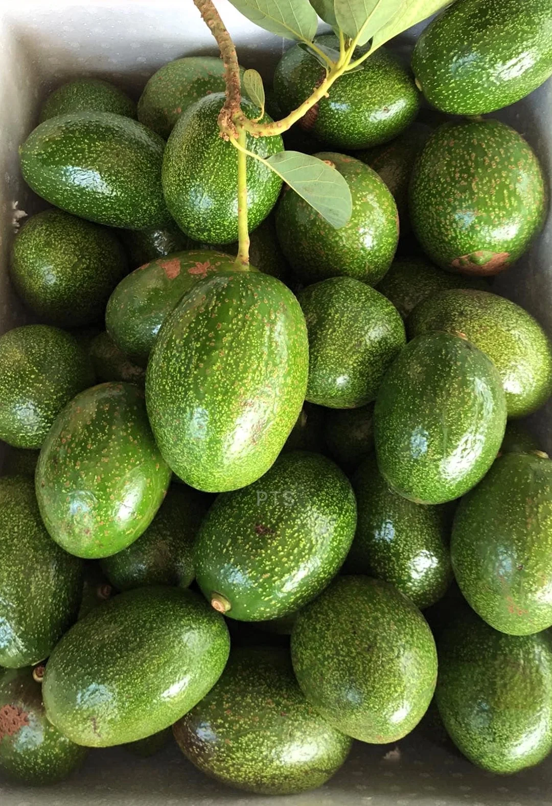 
FRESH DAKLAK AVOCADO VIETNAM ORIGIN 