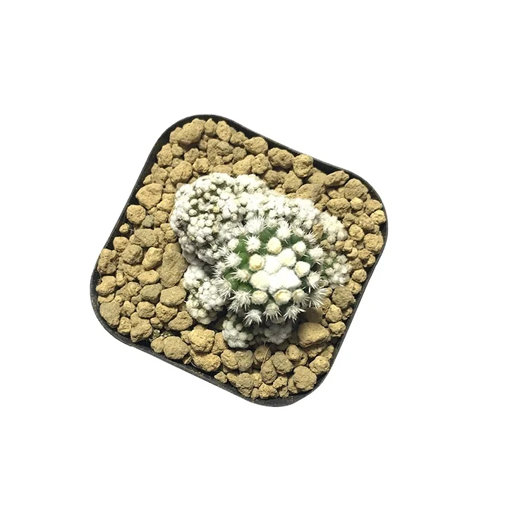 
wholesale 2021new style HOT selling plants succulent nayiral christmas succulent cactus real 