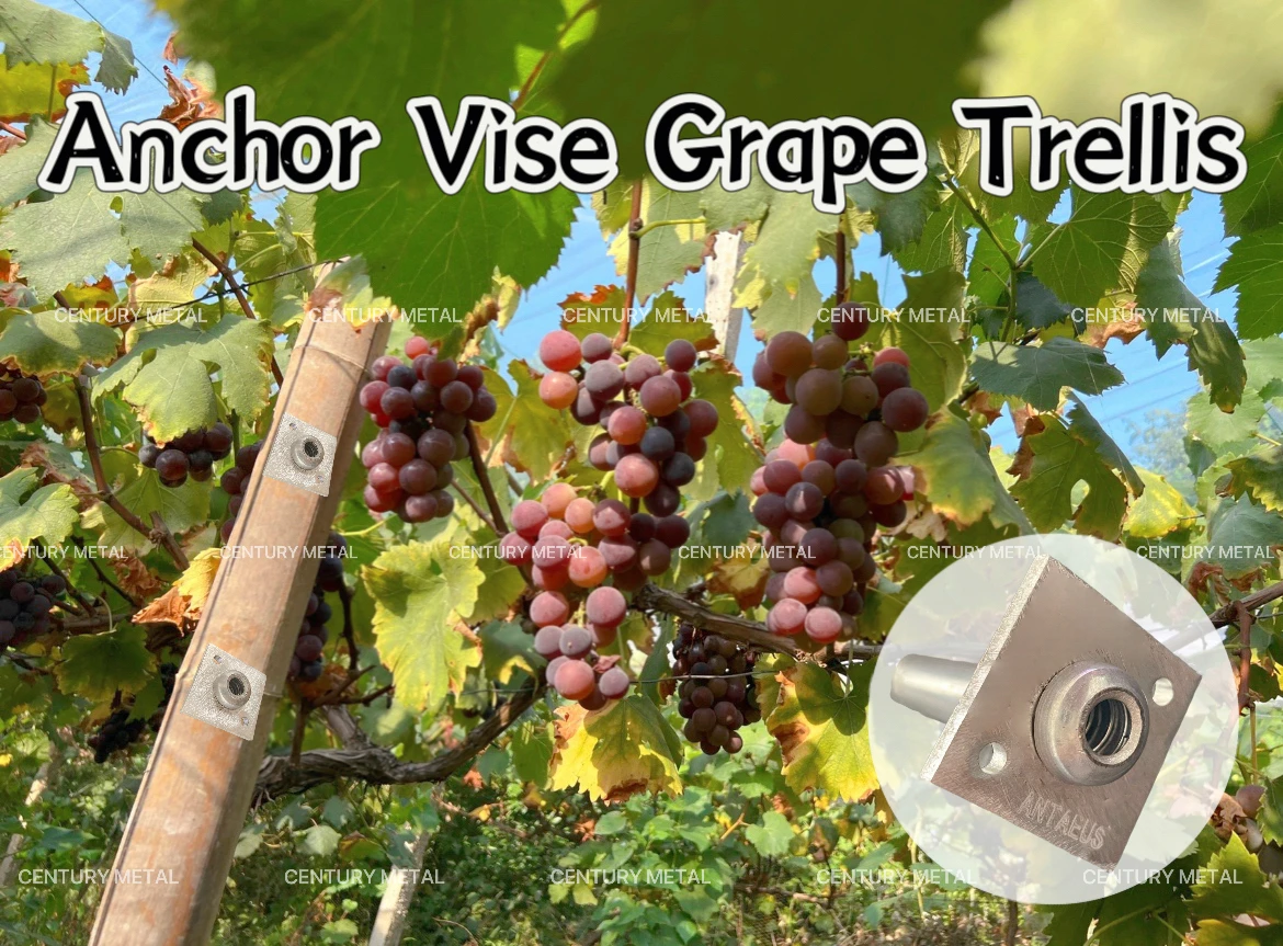 Automatic Multifunctional Anchor Vise Grape Trellis For Grapery and Garden Fence