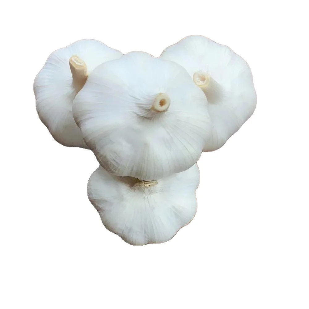 China/Chinese Fresh White Garlics Supplier (red garlic/white garlic) 500G/1KG