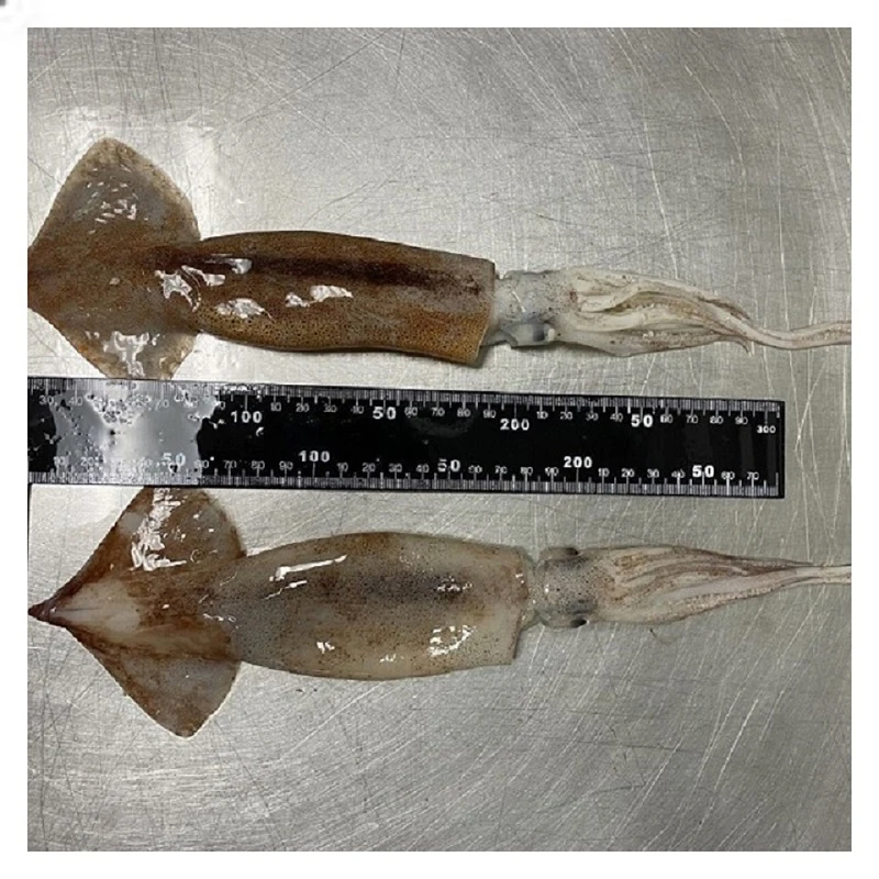 
whole round squid ILLEX ILLECEBROSUS BOSTON ILLEX 