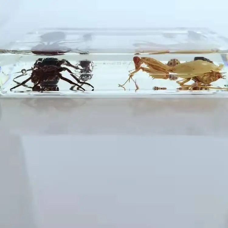 6 Kinds of Beneficial Insects Biosmount Specimen for Education