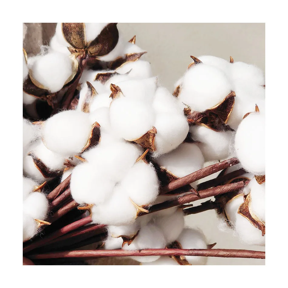 
Yunnan wholesale Popular Warm Dried Cotton Flower for Home Decoration 