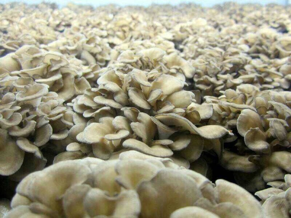 fresh grifola frondosa mushroom