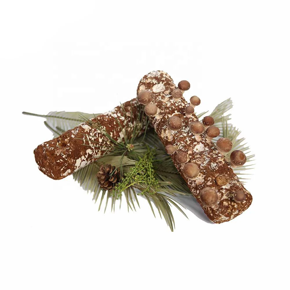 Семена грибов для продажи, выращивание грибов shiitake