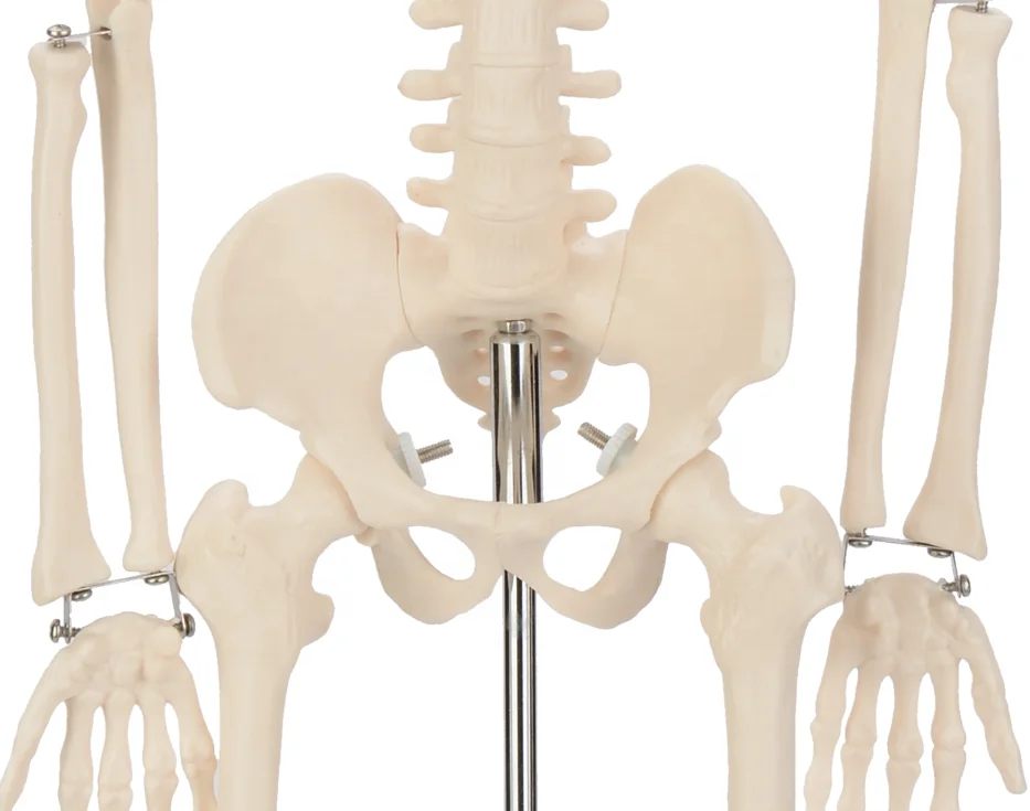 CBM-001C 85cm Human Skeleton  Model,Artificial Education Anatomical Medical Skeleton Model