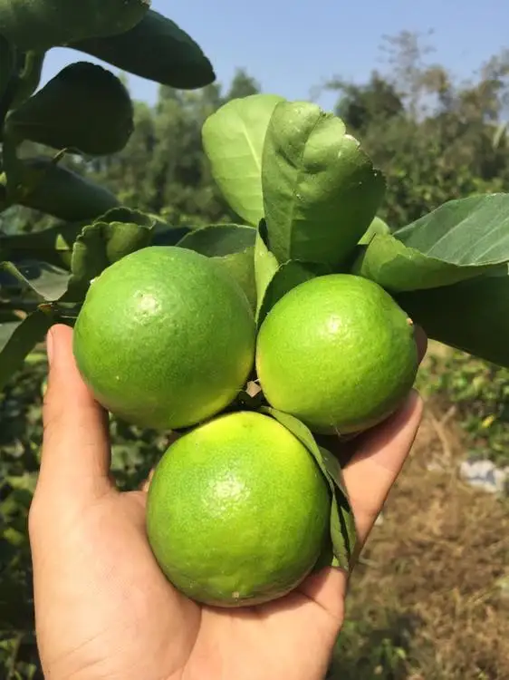 TOP SELLER IN VIETNAM 2020 LIME/ FRESH LEMON/ FRESH SEEDLESS