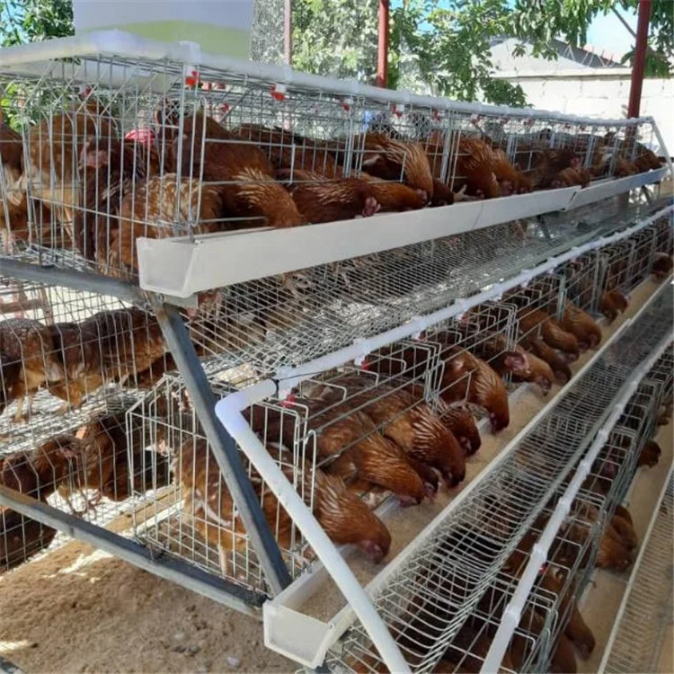 Automatic layer chicken cages with best price