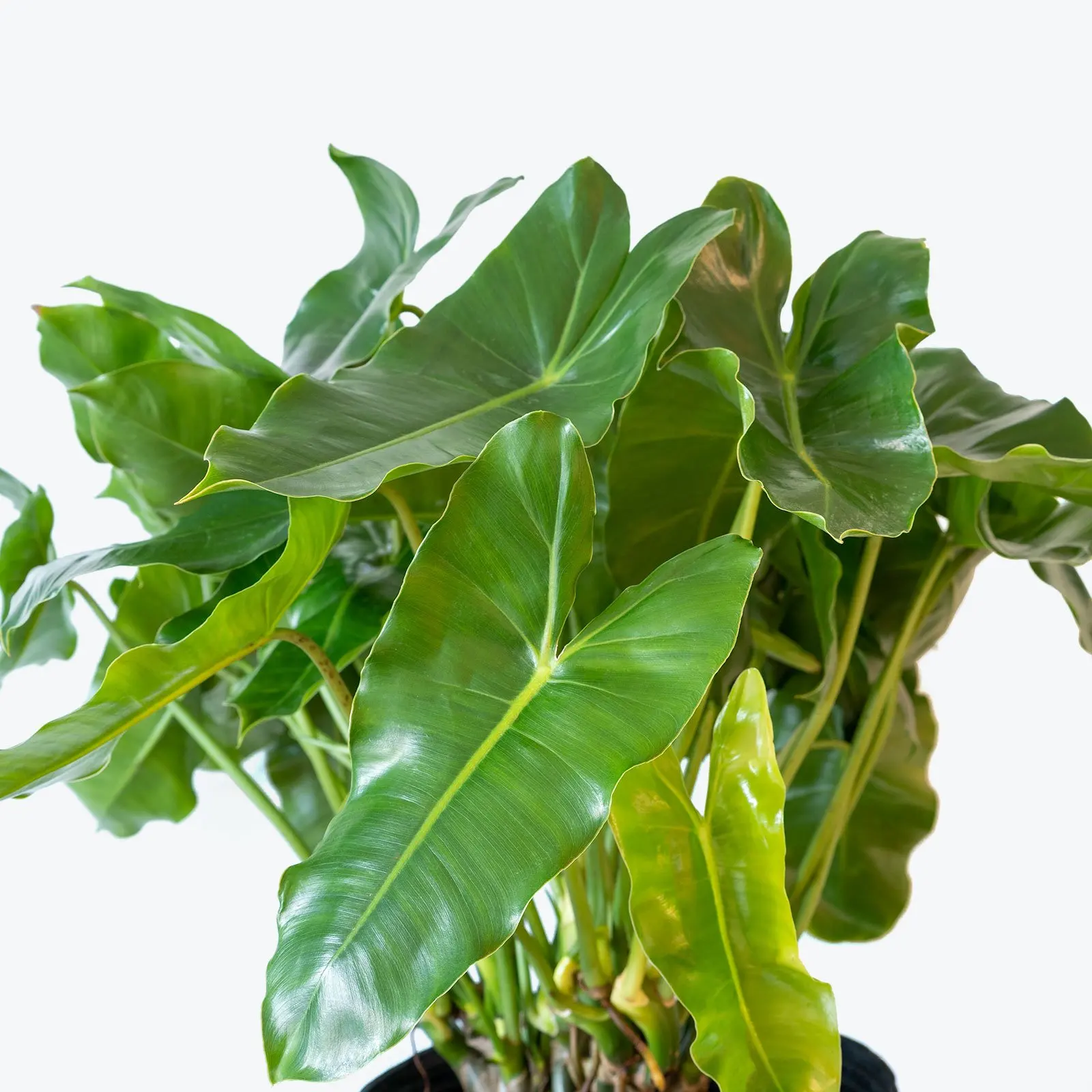 
Wholesale air purify Philodendron Burle Marx tropic live plants for indoor and outdoor decor 